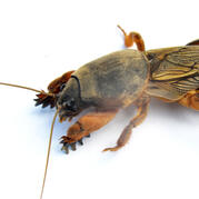 Mole cricket (the third) album - 23:05 minutes - 08/23/2004